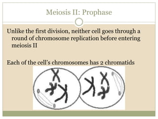Meiosis II: ProphaseUnlike the first division, neither cell goes through a round of chromosome replication before entering meiosis IIEach of the cell’s chromosomes has 2 chromatids