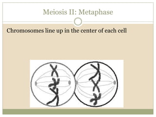 Meiosis II: MetaphaseChromosomes line up in the center of each cell