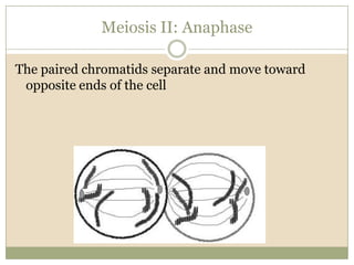 Meiosis II: AnaphaseThe paired chromatids separate and move toward opposite ends of the cell