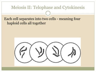 Meiosis II: Telophase and CytokinesisEach cell separates into two cells - meaning four haploid cells all together
