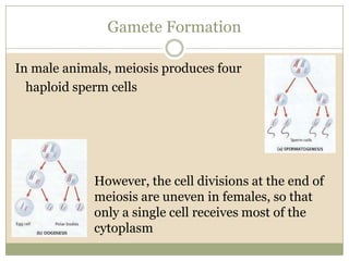 Gamete FormationIn male animals, meiosis produces four 	haploid sperm cells			   However, the cell divisions at the end of			   meiosis are uneven in females, so that 			   only a single cell receives most of the 			   cytoplasm