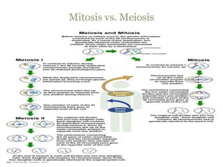 Mitosis vs. Meiosis