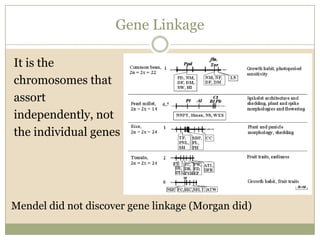 Gene LinkageIt is the chromosomes that assort independently, not the individual genesMendel did not discover gene linkage (Morgan did)