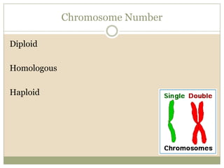 Chromosome NumberDiploidHomologousHaploid