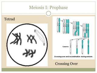 Meiosis I: ProphaseTetradO		Crossing Over