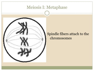 Meiosis I: MetaphaseSpindle fibers attach to the chromosomes