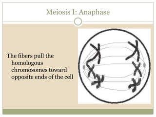 Meiosis I: AnaphaseThe fibers pull the homologous chromosomes toward opposite ends of the cell