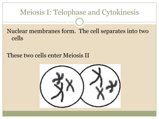 Meiosis I: Telophase and CytokinesisNuclear membranes form.  The cell separates into two cellsThese two cells enter Meiosis II