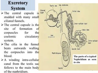 Cell Core Funnel Hirudinea | PPTX