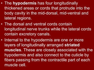 • The hypodermis has four longitudinally
thickened areas or cords that protrude into the
body cavity in the mid-dorsal, mid-ventral and
lateral regions.
• The dorsal and ventral cords contain
longitudinal nerve trunks while the lateral cords
contain excretory canals.
• Internal to the hypodermis are one or more
layers of longitudinally arranged striated
muscles. These are closely associated with the
hypodermis and also connect to the cuticle by
fibers passing from the contractile part of each
muscle cell.
 