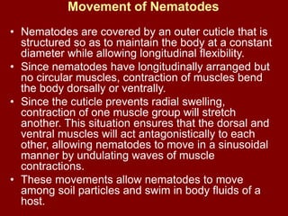 Movement of Nematodes
• Nematodes are covered by an outer cuticle that is
structured so as to maintain the body at a constant
diameter while allowing longitudinal flexibility.
• Since nematodes have longitudinally arranged but
no circular muscles, contraction of muscles bend
the body dorsally or ventrally.
• Since the cuticle prevents radial swelling,
contraction of one muscle group will stretch
another. This situation ensures that the dorsal and
ventral muscles will act antagonistically to each
other, allowing nematodes to move in a sinusoidal
manner by undulating waves of muscle
contractions.
• These movements allow nematodes to move
among soil particles and swim in body fluids of a
host.
 