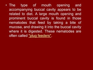 • The type of mouth opening and
accompanying buccal cavity appears to be
related to diet. A large mouth opening and
prominent buccal cavity is found in those
nematodes that feed by taking a bite of
mucosa, and drawing it into the buccal cavity
where it is digested. These nematodes are
often called "plug feeders".
 
