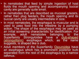 • In nematodes that feed by simple ingestion of host
fluids the mouth opening and accompanying buccal
cavity are generally quite small.
• In nematodes that are described as mucosal grazers,
rather then plug feeders, the mouth opening and its
buccal cavity are usually intermediate in size.
• In most nematodes, the esophagus is muscular and is
used to pass food into the intestine by a pumping
action. The shape of the esophagus may be used as
an initial screening characteristic for identification. For
example, adult nematodes belonging to the
Superfamily Strongyloidea have a club-shaped
(strongyliform) esophagus which, as the name
suggests, is shaped like a club.
• Adult members of the Superfamily Oxyuroidea have
an esophagus which has a prominent posterior bulb
separated from the rest of the esophagus by a narrow
isthmus.
 