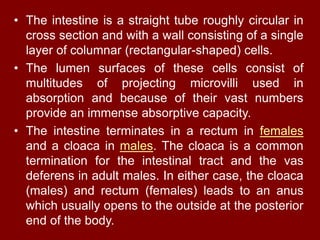 • The intestine is a straight tube roughly circular in
cross section and with a wall consisting of a single
layer of columnar (rectangular-shaped) cells.
• The lumen surfaces of these cells consist of
multitudes of projecting microvilli used in
absorption and because of their vast numbers
provide an immense absorptive capacity.
• The intestine terminates in a rectum in females
and a cloaca in males. The cloaca is a common
termination for the intestinal tract and the vas
deferens in adult males. In either case, the cloaca
(males) and rectum (females) leads to an anus
which usually opens to the outside at the posterior
end of the body.
 