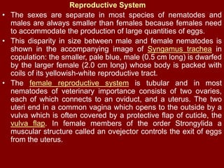 Reproductive System
• The sexes are separate in most species of nematodes and
males are always smaller than females because females need
to accommodate the production of large quantities of eggs.
• This disparity in size between male and female nematodes is
shown in the accompanying image of Syngamus trachea in
copulation: the smaller, pale blue, male (0.5 cm long) is dwarfed
by the larger female (2.0 cm long) whose body is packed with
coils of its yellowish-white reproductive tract.
• The female reproductive system is tubular and in most
nematodes of veterinary importance consists of two ovaries,
each of which connects to an oviduct, and a uterus. The two
uteri end in a common vagina which opens to the outside by a
vulva which is often covered by a protective flap of cuticle, the
vulva flap. In female members of the order Strongylida a
muscular structure called an ovejector controls the exit of eggs
from the uterus.
 