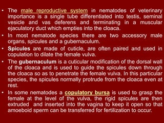 • The male reproductive system in nematodes of veterinary
importance is a single tube differentiated into testis, seminal
vesicle and vas deferens and terminating in a muscular
ejaculatory duct which empties into the cloaca.
• In most nematode species there are two accessory male
organs, spicules and a gubernaculum.
• Spicules are made of cuticle, are often paired and used in
copulation to dilate the female vulva.
• The gubernaculum is a cuticular modification of the dorsal wall
of the cloaca and is used to guide the spicules down through
the cloaca so as to penetrate the female vulva. In this particular
species, the spicules normally protrude from the cloaca even at
rest.
• In some nematodes a copulatory bursa is used to grasp the
female at the level of the vulva, the rigid spicules are then
extruded and inserted into the vagina to keep it open so that
amoeboid sperm can be transferred for fertilization to occur.
 
