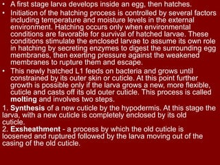 • A first stage larva develops inside an egg, then hatches.
• Initiation of the hatching process is controlled by several factors
including temperature and moisture levels in the external
environment. Hatching occurs only when environmental
conditions are favorable for survival of hatched larvae. These
conditions stimulate the enclosed larvae to assume its own role
in hatching by secreting enzymes to digest the surrounding egg
membranes, then exerting pressure against the weakened
membranes to rupture them and escape.
• This newly hatched L1 feeds on bacteria and grows until
constrained by its outer skin or cuticle. At this point further
growth is possible only if the larva grows a new, more flexible,
cuticle and casts off its old outer cuticle. This process is called
molting and involves two steps.
1. Synthesis of a new cuticle by the hypodermis. At this stage the
larva, with a new cuticle is completely enclosed by its old
cuticle.
2. Exsheathment - a process by which the old cuticle is
loosened and ruptured followed by the larva moving out of the
casing of the old cuticle.
 