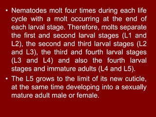 • Nematodes molt four times during each life
cycle with a molt occurring at the end of
each larval stage. Therefore, molts separate
the first and second larval stages (L1 and
L2), the second and third larval stages (L2
and L3), the third and fourth larval stages
(L3 and L4) and also the fourth larval
stages and immature adults (L4 and L5).
• The L5 grows to the limit of its new cuticle,
at the same time developing into a sexually
mature adult male or female.
 