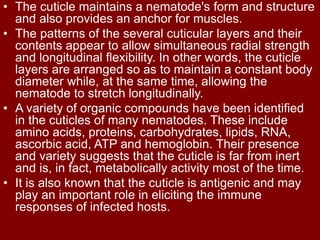 • The cuticle maintains a nematode's form and structure
and also provides an anchor for muscles.
• The patterns of the several cuticular layers and their
contents appear to allow simultaneous radial strength
and longitudinal flexibility. In other words, the cuticle
layers are arranged so as to maintain a constant body
diameter while, at the same time, allowing the
nematode to stretch longitudinally.
• A variety of organic compounds have been identified
in the cuticles of many nematodes. These include
amino acids, proteins, carbohydrates, lipids, RNA,
ascorbic acid, ATP and hemoglobin. Their presence
and variety suggests that the cuticle is far from inert
and is, in fact, metabolically activity most of the time.
• It is also known that the cuticle is antigenic and may
play an important role in eliciting the immune
responses of infected hosts.
 