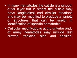 • In many nematodes the cuticle is a smooth
outer layer but in others the cuticle may
have longitudinal and circular striations
and may be modified to produce a variety
of structures that can be useful in
identification of specific nematodes.
• Cuticular modifications at the anterior ends
of many nematodes may include leaf
crowns, vesicles, alae and papillae.
 