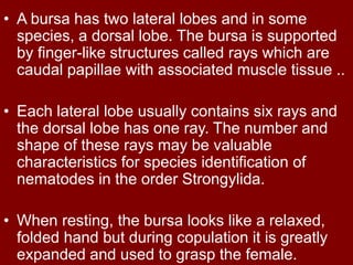 • A bursa has two lateral lobes and in some
species, a dorsal lobe. The bursa is supported
by finger-like structures called rays which are
caudal papillae with associated muscle tissue ..
• Each lateral lobe usually contains six rays and
the dorsal lobe has one ray. The number and
shape of these rays may be valuable
characteristics for species identification of
nematodes in the order Strongylida.
• When resting, the bursa looks like a relaxed,
folded hand but during copulation it is greatly
expanded and used to grasp the female.
 