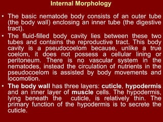 Internal Morphology
• The basic nematode body consists of an outer tube
(the body wall) enclosing an inner tube (the digestive
tract).
• The fluid-filled body cavity lies between these two
tubes and contains the reproductive tract. This body
cavity is a pseudocoelom because, unlike a true
coelom, it does not possess a cellular lining or
peritoneum. There is no vascular system in the
nematodes, instead the circulation of nutrients in the
pseudocoelom is assisted by body movements and
locomotion.
• The body wall has three layers: cuticle, hypodermis
and an inner layer of muscle cells. The hypodermis,
lying beneath the cuticle, is relatively thin. The
primary function of the hypodermis is to secrete the
cuticle.
 