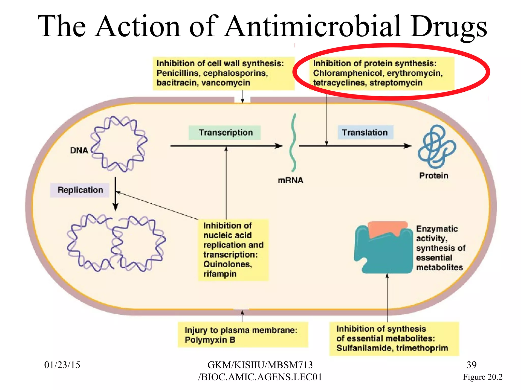 The Action of Antimicrobial Drugs
Figure 20.2
01/23/15 39GKM/KISIIU/MBSM713
/BIOC.AMIC.AGENS.LEC01
 