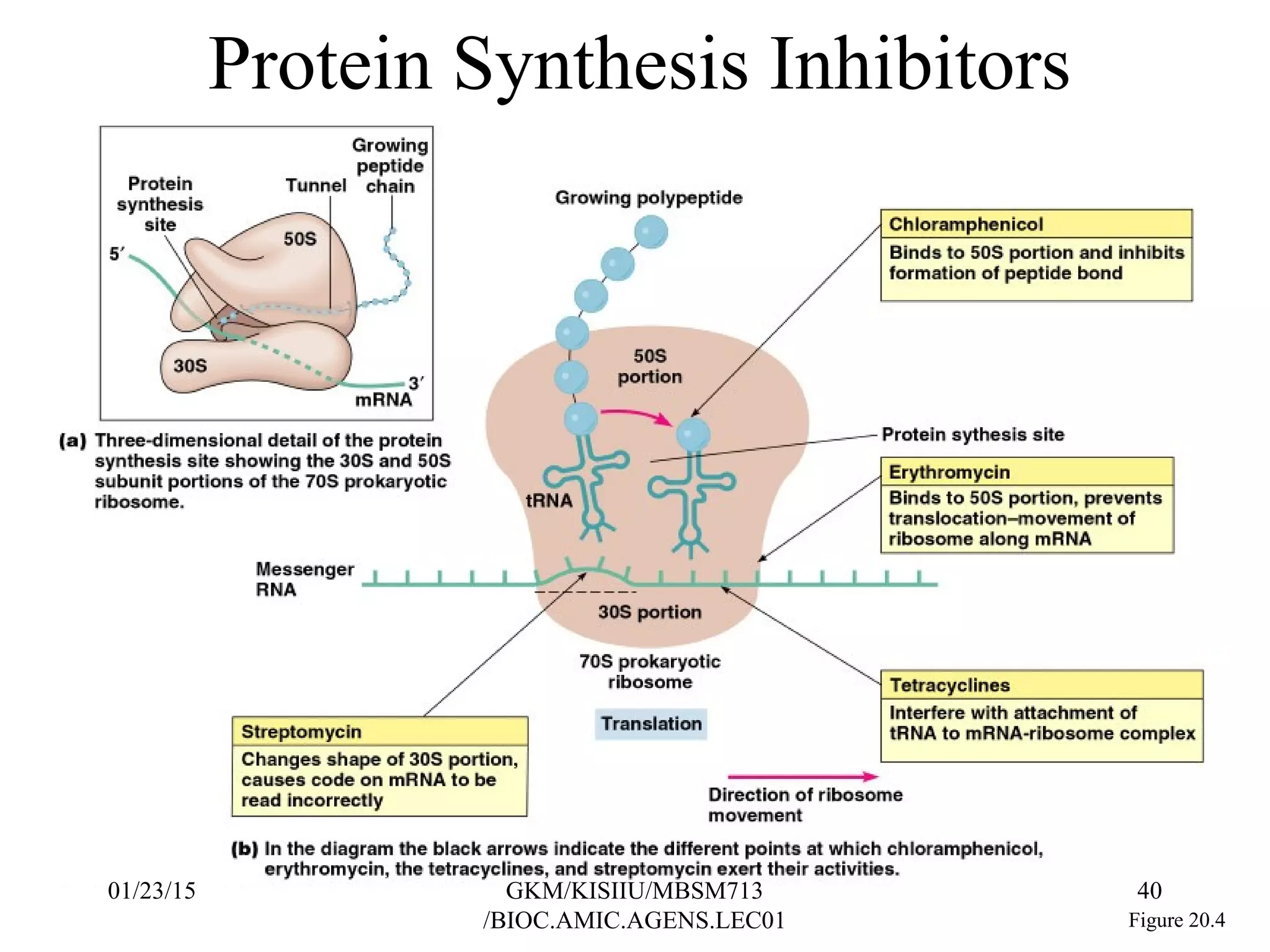 Protein Synthesis Inhibitors
Figure 20.4
01/23/15 40GKM/KISIIU/MBSM713
/BIOC.AMIC.AGENS.LEC01
 