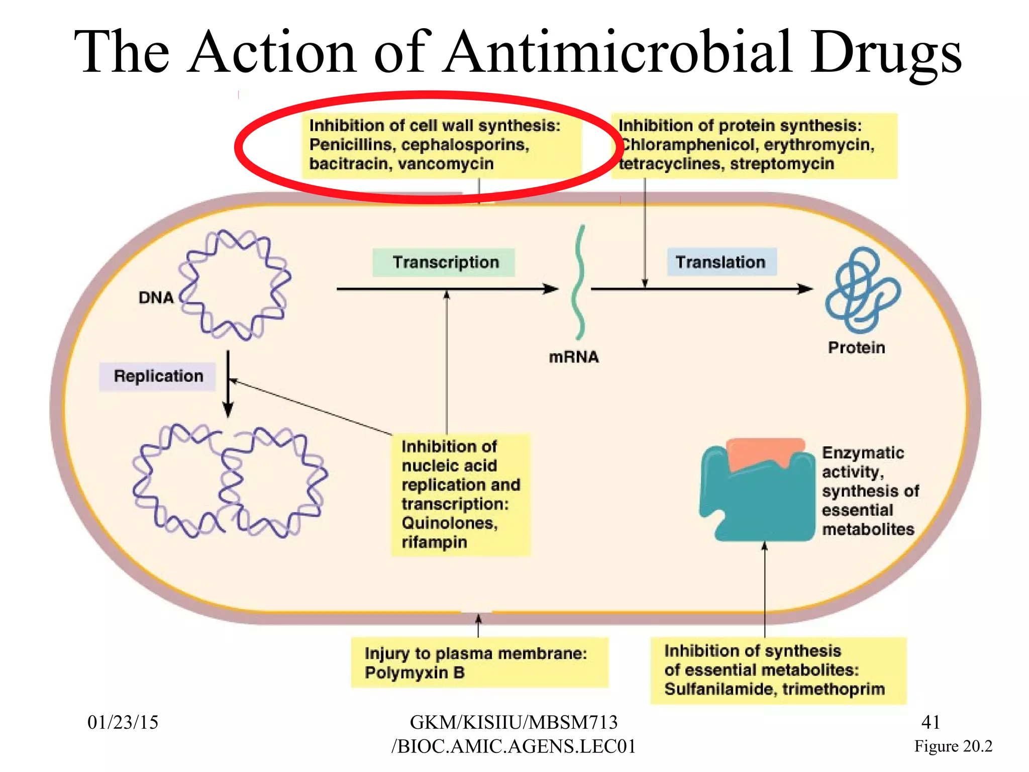 The Action of Antimicrobial Drugs
Figure 20.2
01/23/15 41GKM/KISIIU/MBSM713
/BIOC.AMIC.AGENS.LEC01
 