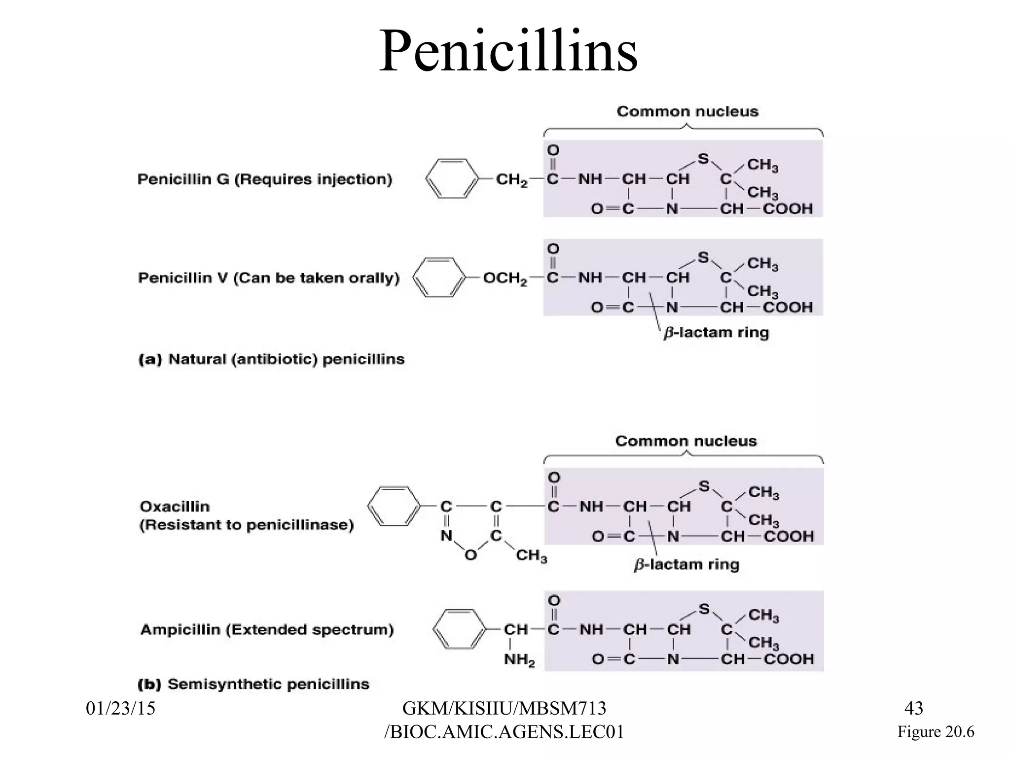 Penicillins
Figure 20.6
01/23/15 43GKM/KISIIU/MBSM713
/BIOC.AMIC.AGENS.LEC01
 