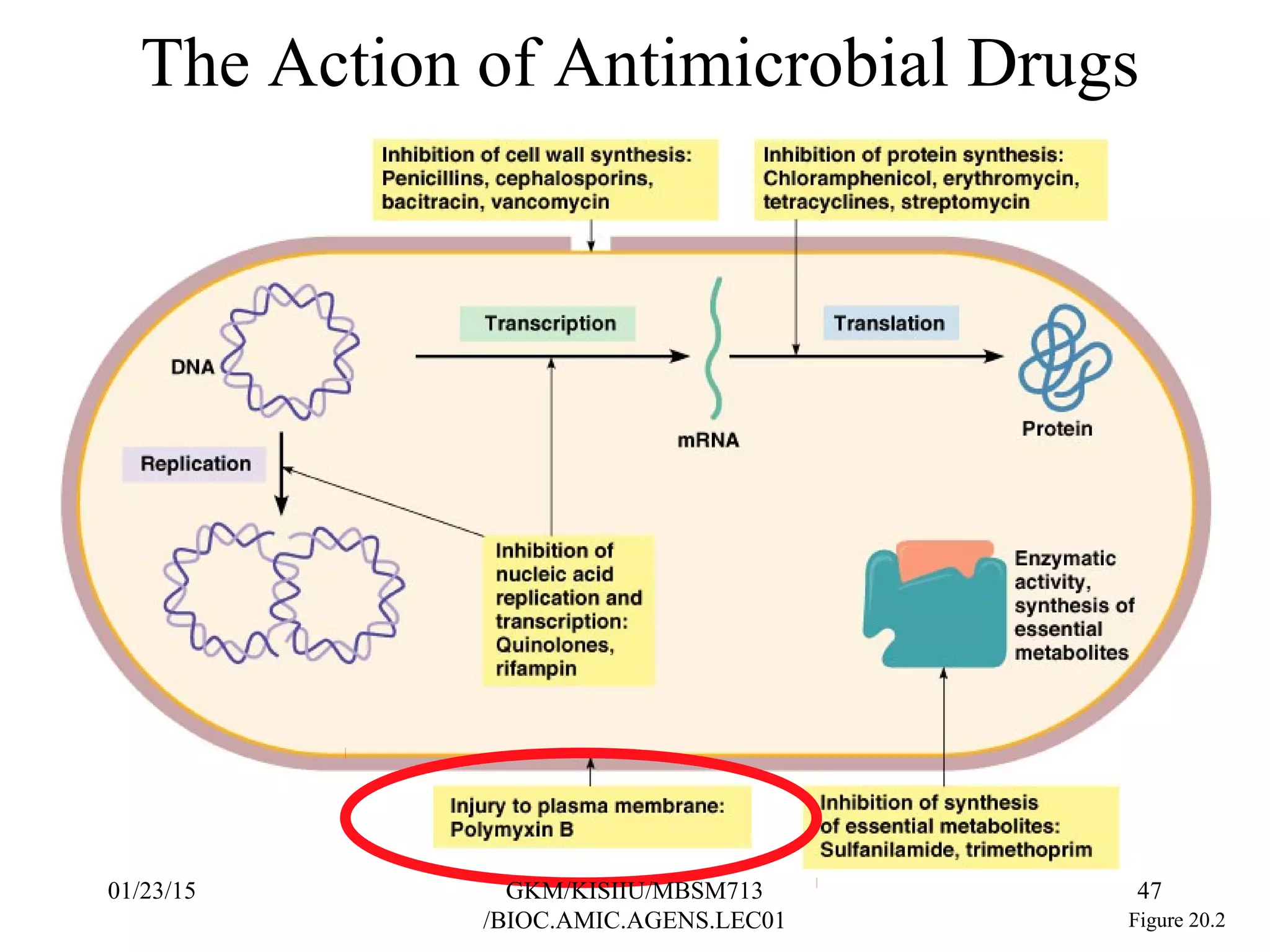 The Action of Antimicrobial Drugs
Figure 20.2
01/23/15 47GKM/KISIIU/MBSM713
/BIOC.AMIC.AGENS.LEC01
 