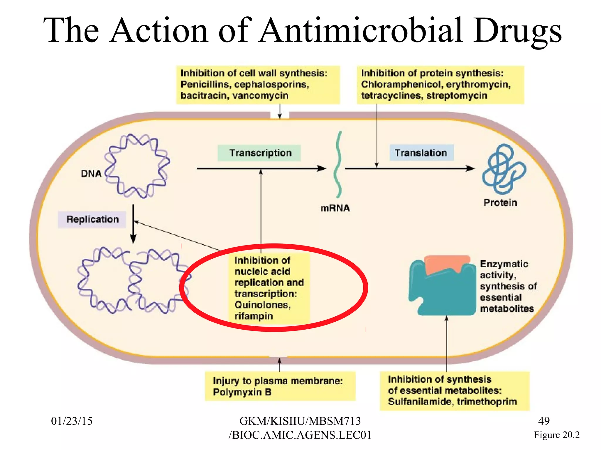 The Action of Antimicrobial Drugs
Figure 20.2
01/23/15 49GKM/KISIIU/MBSM713
/BIOC.AMIC.AGENS.LEC01
 
