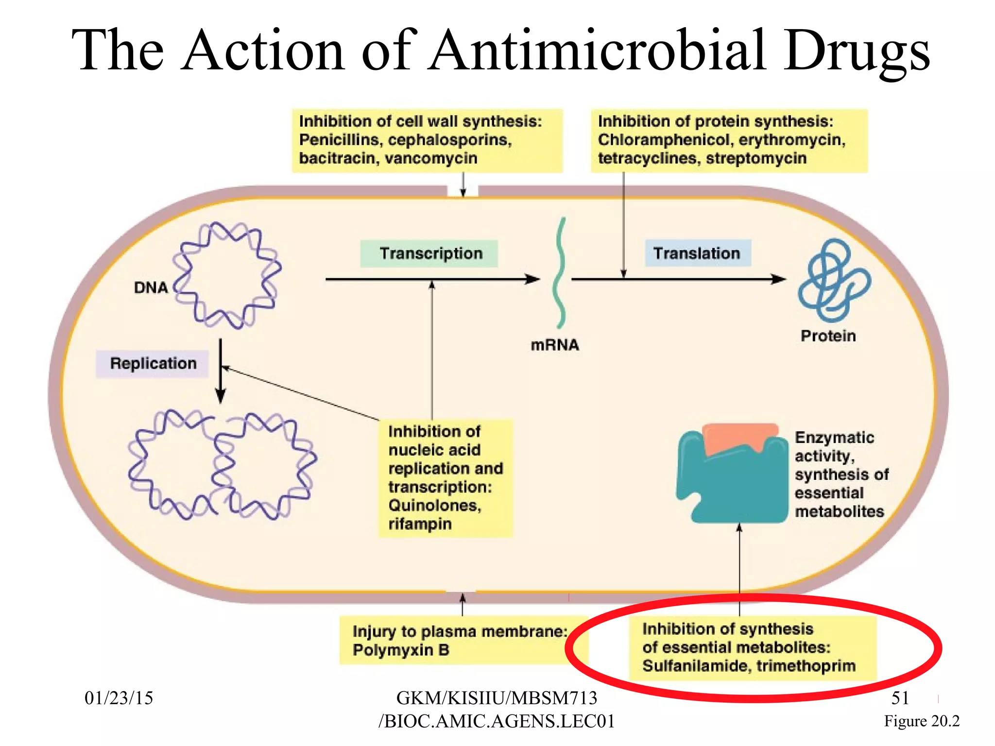 The Action of Antimicrobial Drugs
Figure 20.2
01/23/15 51GKM/KISIIU/MBSM713
/BIOC.AMIC.AGENS.LEC01
 