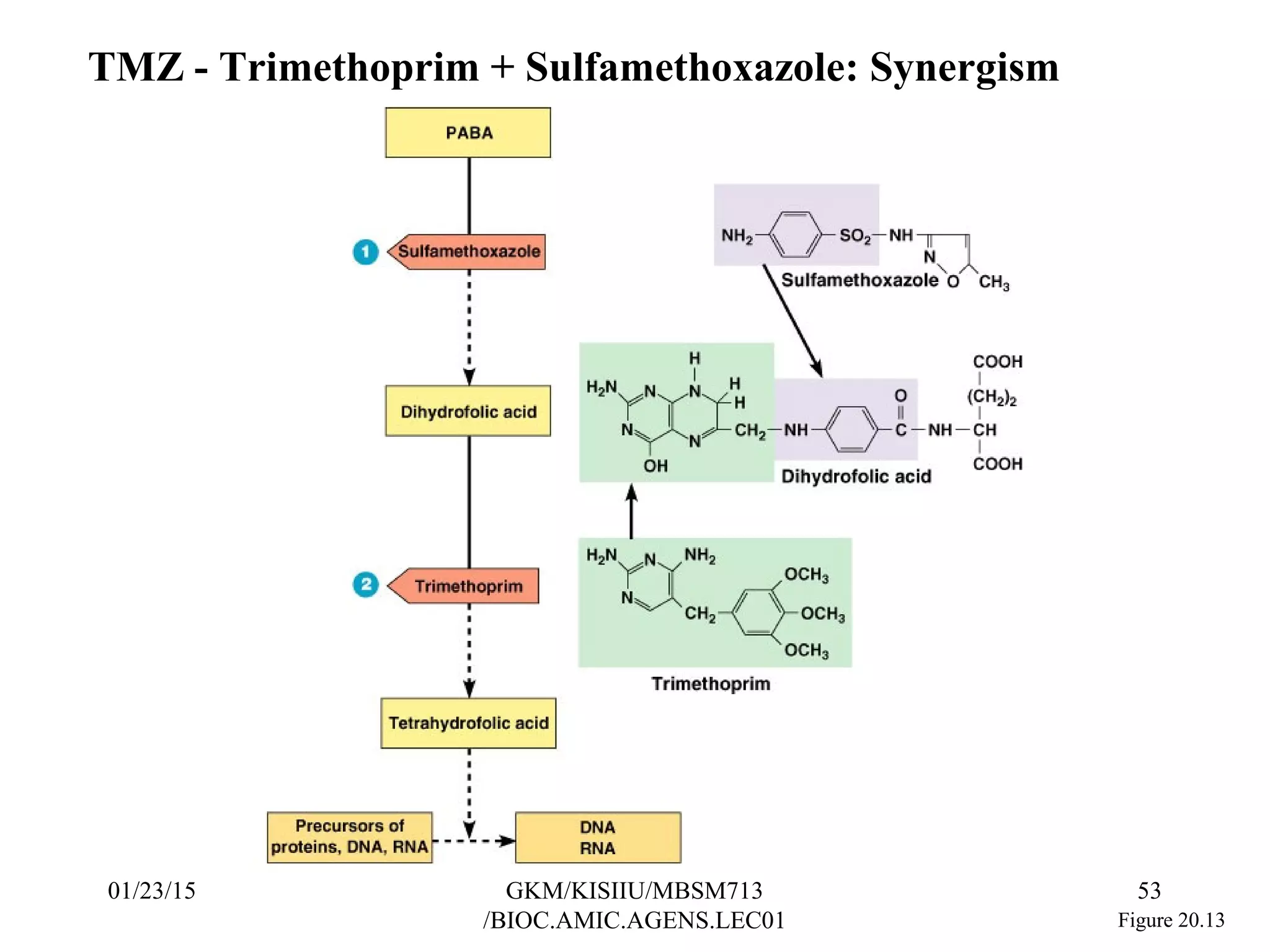 Figure 20.13
TMZ - Trimethoprim + Sulfamethoxazole: Synergism
01/23/15 53GKM/KISIIU/MBSM713
/BIOC.AMIC.AGENS.LEC01
 