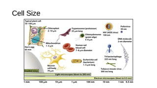Anatomy and Physiology - First Year Pharmacy Lecture # 01 | PPT