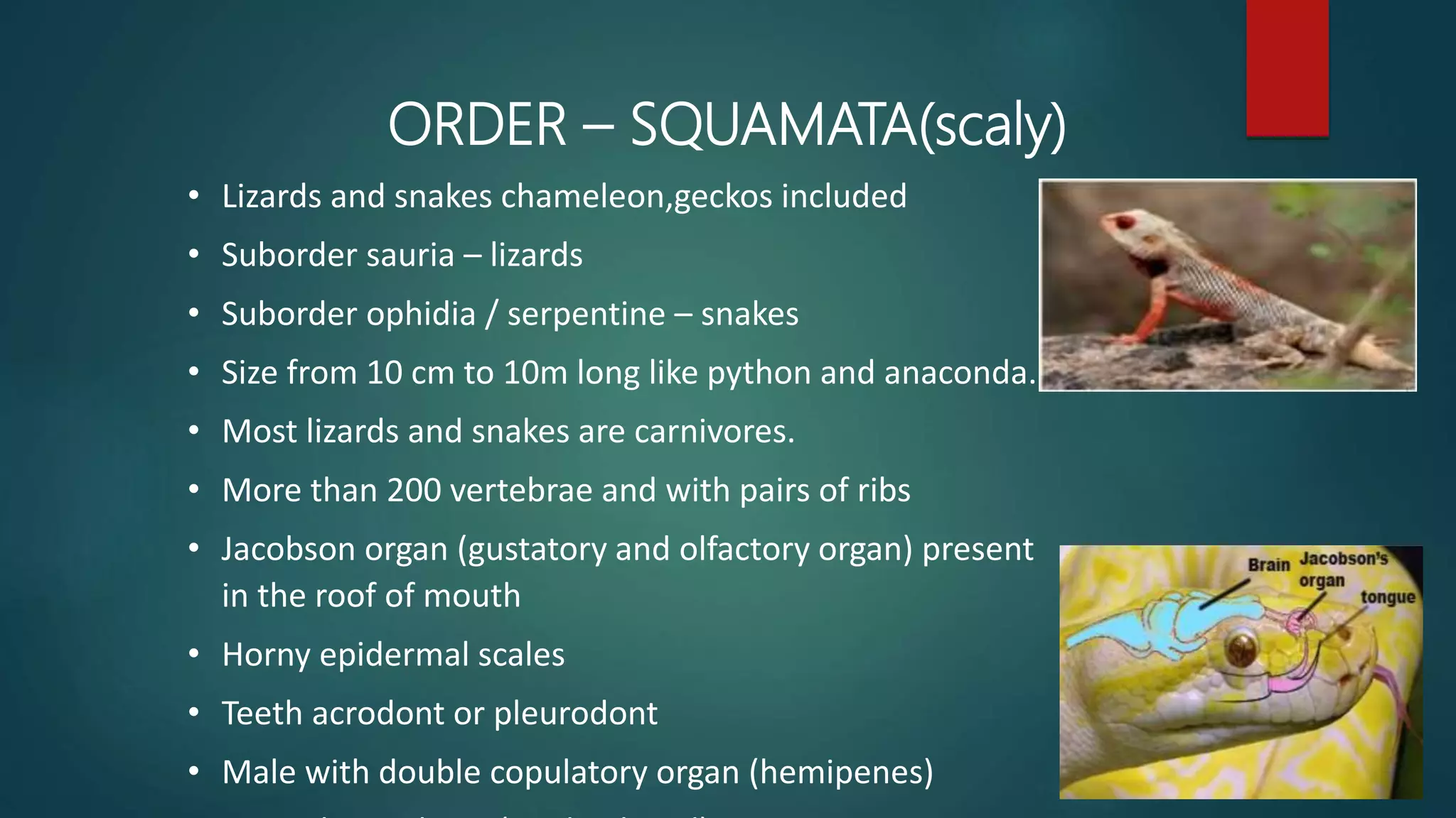 • Lizards and snakes chameleon,geckos included
• Suborder sauria – lizards
• Suborder ophidia / serpentine – snakes
• Size from 10 cm to 10m long like python and anaconda.
• Most lizards and snakes are carnivores.
• More than 200 vertebrae and with pairs of ribs
• Jacobson organ (gustatory and olfactory organ) present
in the roof of mouth
• Horny epidermal scales
• Teeth acrodont or pleurodont
• Male with double copulatory organ (hemipenes)
ORDER – SQUAMATA(scaly)
 