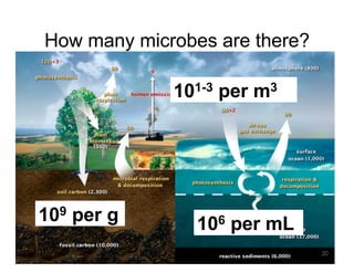 106 per mL
109 per g
101-3 per m3
How many microbes are there?
106 per mL
109 per g
101-3 per m3
20
 