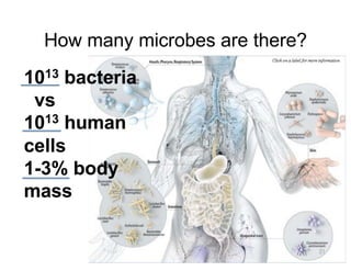 How many microbes are there?
1013 bacteria
vs
1013 human
cells
1-3% body
mass
21
1013 bacteria
vs
1013 human
cells
1-3% body
mass
 