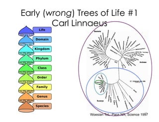 Early (wrong) Trees of Life #1
Carl Linnaeus
Woesian ToL: Pace NR, Science 1997
29
 