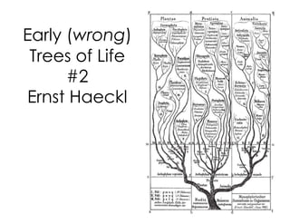 Early (wrong)
Trees of Life
#2
Ernst Haeckl
31
 