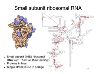 l Small subunit (16S) ribosomal
RNA from Thermus thermophilus
l Proteins in blue
l Single strand rRNA in orange
Small subunit ribosomal RNA
38
 