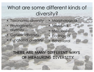 What are some different kinds of
diversity?
• Taxonomic diversity
• Phylogenetic
diversity
• Genetic diversity
• Functional diversity
• Morphological
• Structural
• Metabolic
• Ecological
• Behavioral
THERE ARE MANY DIFFERENT WAYS
OF MEASURING DIVERSITY.
40
 