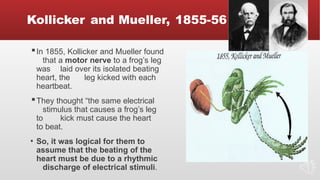 Kollicker and Mueller, 1855-56
▪In 1855, Kollicker and Mueller found
that a motor nerve to a frog’s leg
was laid over its isolated beating
heart, the leg kicked with each
heartbeat.
▪They thought “the same electrical
stimulus that causes a frog’s leg
to kick must cause the heart
to beat.
▪ So, it was logical for them to
assume that the beating of the
heart must be due to a rhythmic
discharge of electrical stimuli.
 