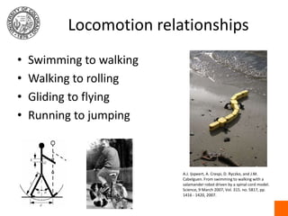 Locomotion relationships<br />Swimming to walking<br />Walking to rolling<br />Gliding to flying<br />Running to jumping<b...