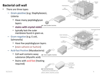 01/23/15 4
GKM/KISIIU/MBSM713
/BIOC.AMIC.AGENS.LEC02
Bacterial cell wall
• There are three types
– Gram-positive (e.g. Staphylococci,
Listeria
• Have many peptidoglycan
layers
• stains with crystal violet
• typically lack the outer
membrane found in gram-ve.
– Gram-negative (e.g. E.coli,
Salmonella)
• Have few peptidoglycan layers
• (stain safranin or fuchsin)
– Acid-fast Positive (Mycobacteria)
• Cell wall contains waxy
substance (Mycollic acid)
• Stains with acid fast (heating
required)
 