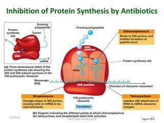 Inhibition of Protein Synthesis by Antibiotics
Figure 20.4
01/23/15 46
GKM/KISIIU/MBSM713
/BIOC.AMIC.AGENS.LEC02
 