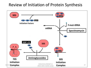 Review of Initiation of Protein Synthesis
30S
1 3
2 GTP
1 2 3 GTP
Initiation Factors
mRNA
3
1
2 GTP
30S
Initiation
Complex
f-met-tRNA
Spectinomycin
Aminoglycosides
1
2
GDP + Pi
50S
70S
Initiation
Complex
AP
01/23/15 47
GKM/KISIIU/MBSM713
/BIOC.AMIC.AGENS.LEC02
 
