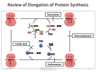 Review of Elongation of Protein Synthesis
GTP
AP
Tu GTP Tu GDP
Ts
Ts
Tu
+
GDP
Ts
Pi
P ATetracycline
AP
Erythromycin
Fusidic Acid
Chloramphenicol
G GTP
G GDP + Pi
G
GDP
AP
+
GTP
01/23/15 48
GKM/KISIIU/MBSM713
/BIOC.AMIC.AGENS.LEC02
 