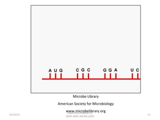 Microbe Library
American Society for Microbiology
www.microbelibrary.org
01/23/15 51
GKM/KISIIU/MBSM713
/BIOC.AMIC.AGENS.LEC02
 