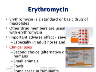 ErythromycinErythromycin
• Erythromycin is a standard or basic drug of
macrolides
• Other drug members are usually compared
with erythromycin
• Important adverse effect - severe diarrhea
– Especially in adult horse and ruminants
• Clinical uses
– Second choice (alternative drug) in
humans
– Small animals
– Fowls
01/23/15 63
GKM/KISIIU/MBSM713
/BIOC.AMIC.AGENS.LEC02
 